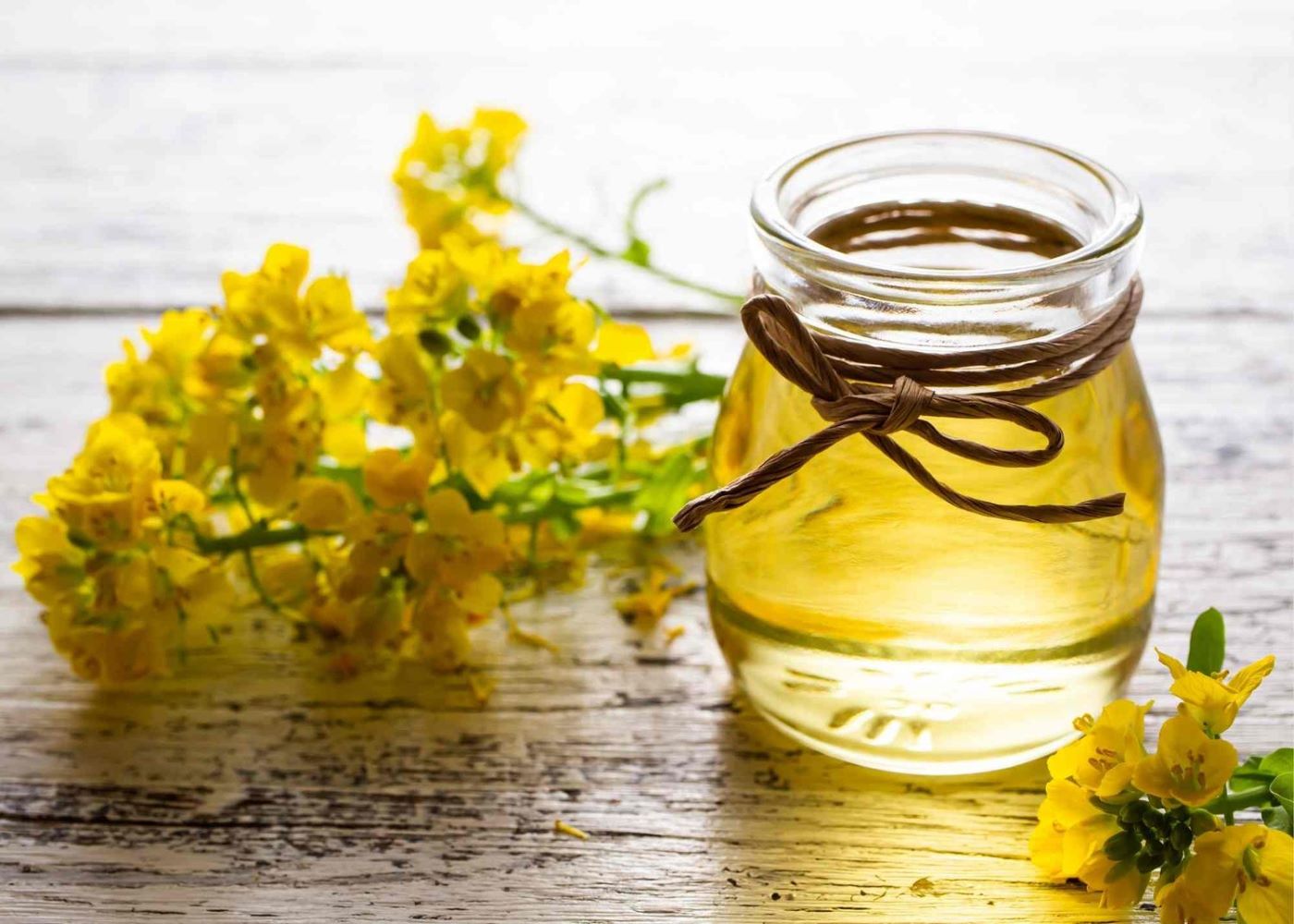 Jar of canola oil next to a rapeseed plant