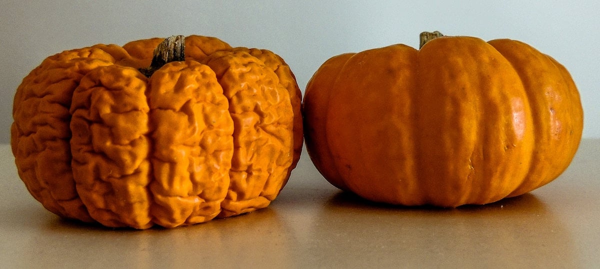 One pumpkin with wrinkled skin and one pumpkin with smooth skin